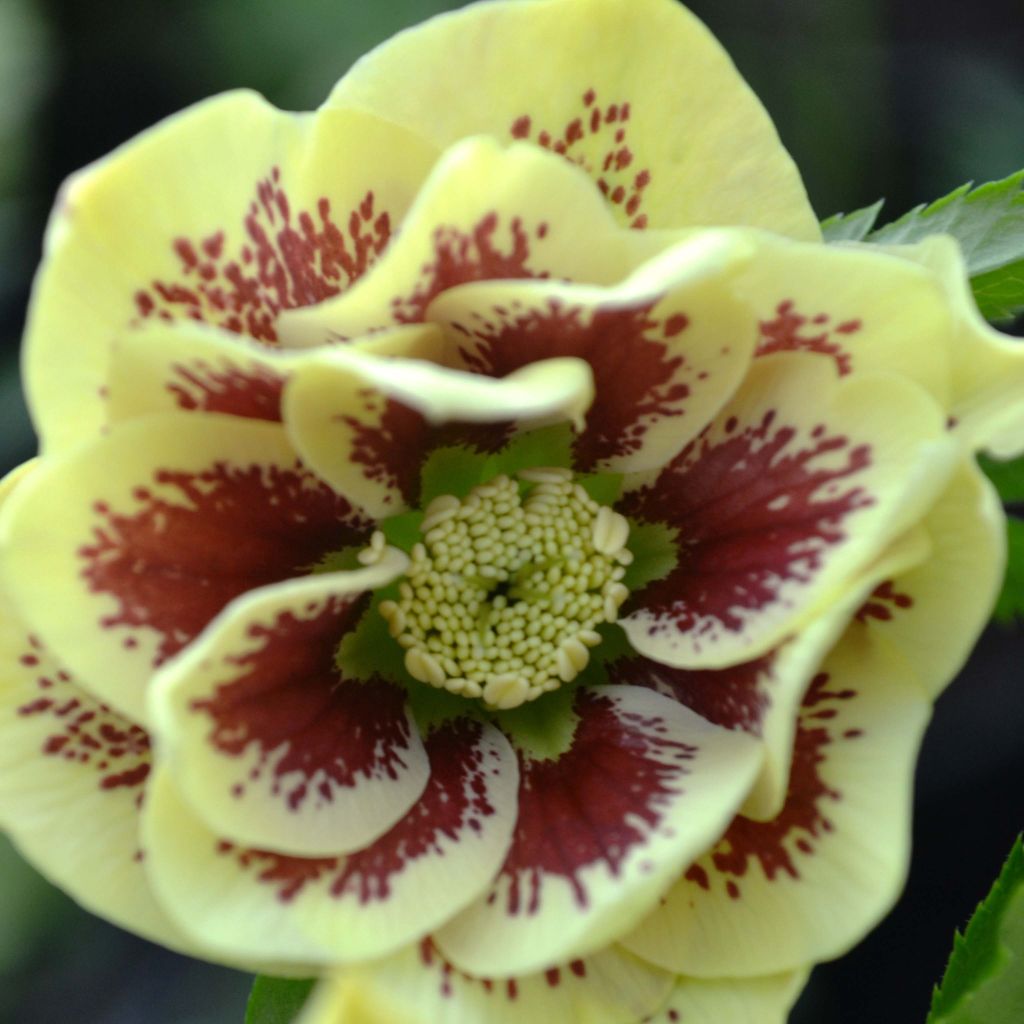 Helleborus orientalis Double Yellow Spotted