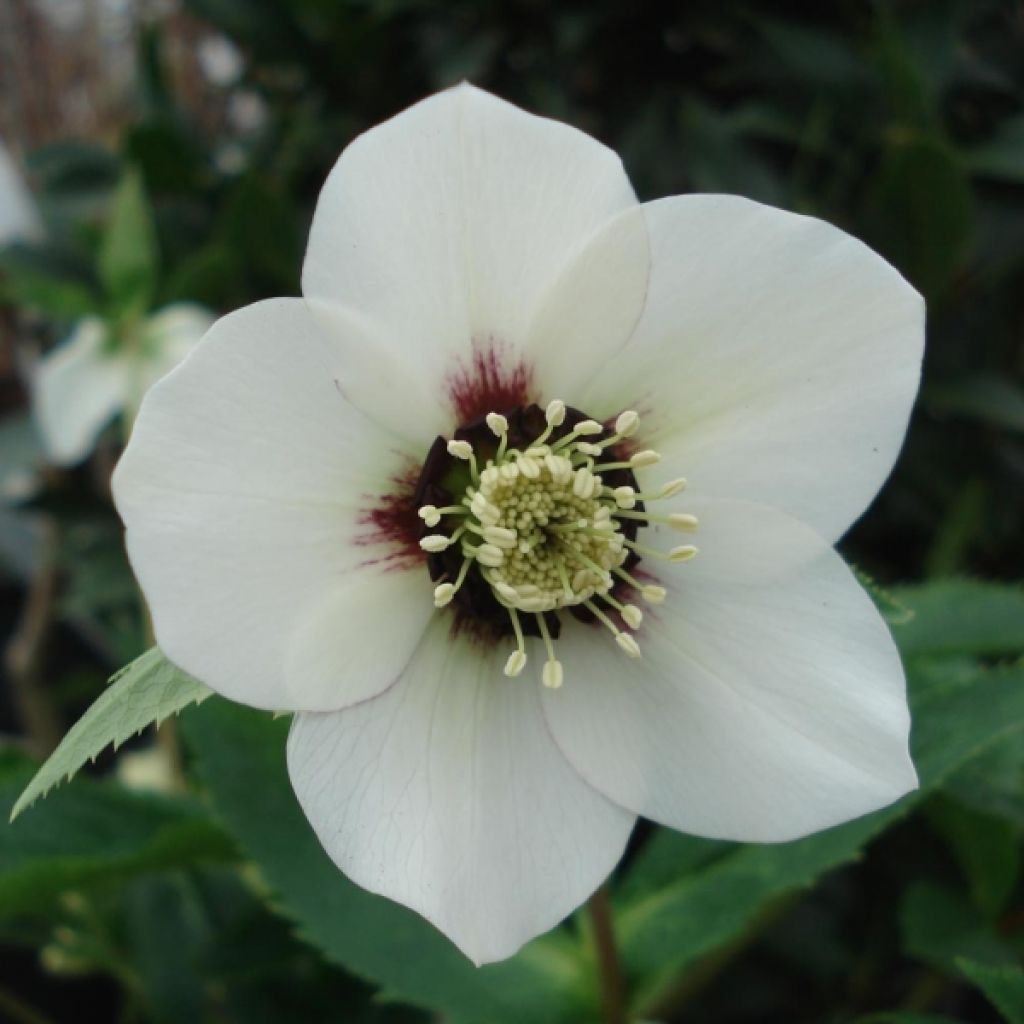 Helleborus orientalis White Red Center