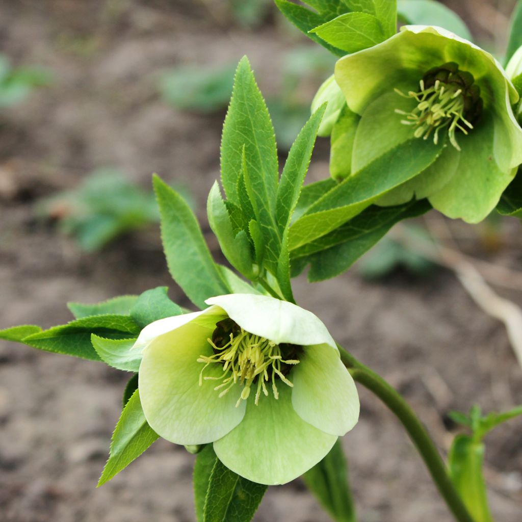 Helleborus orientalis White Red Center