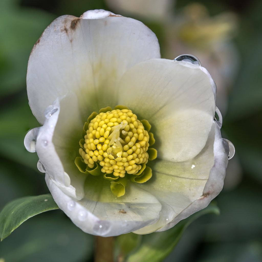 Helleborus orientalis White