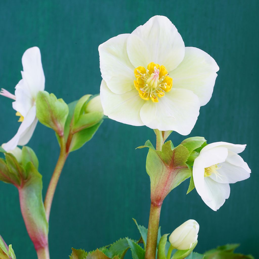 Helleborus orientalis White