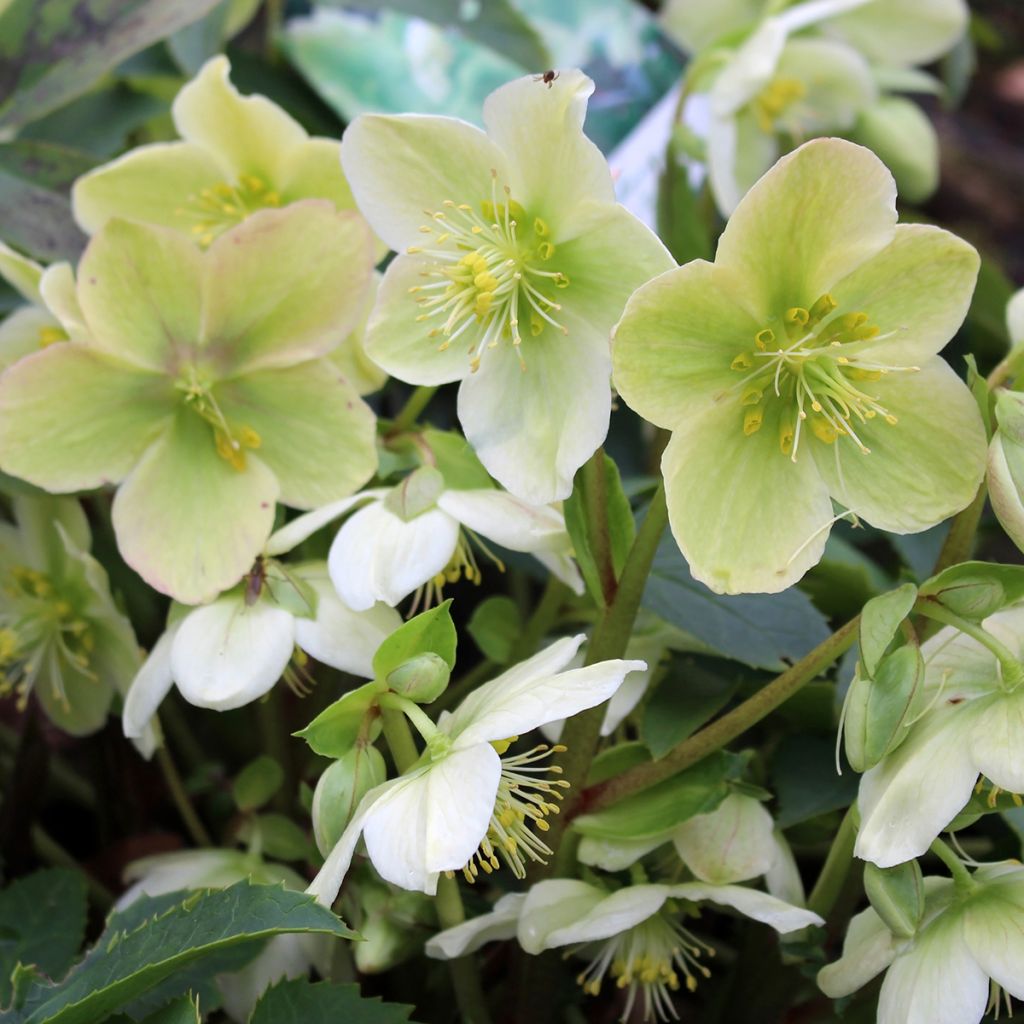 Helleborus orientalis White