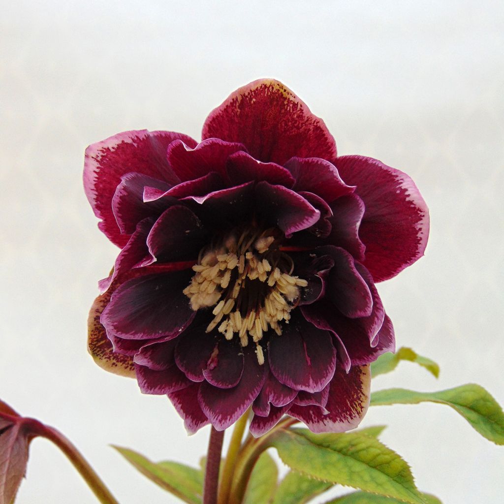 Helleborus orientalis Double Aubergine White Edge