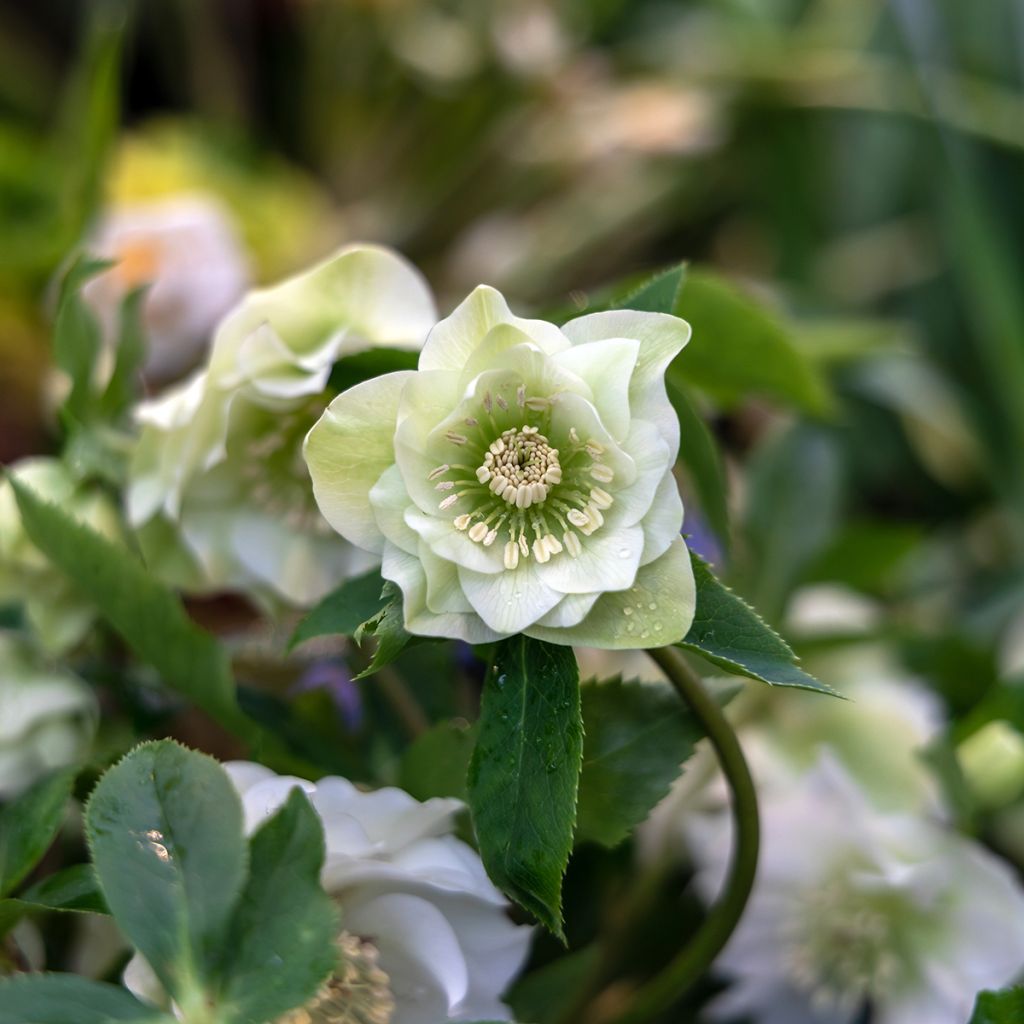 Helleborus orientalis Double White