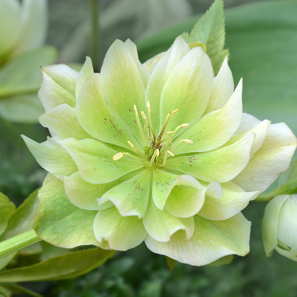 Helleborus orientalis Double White