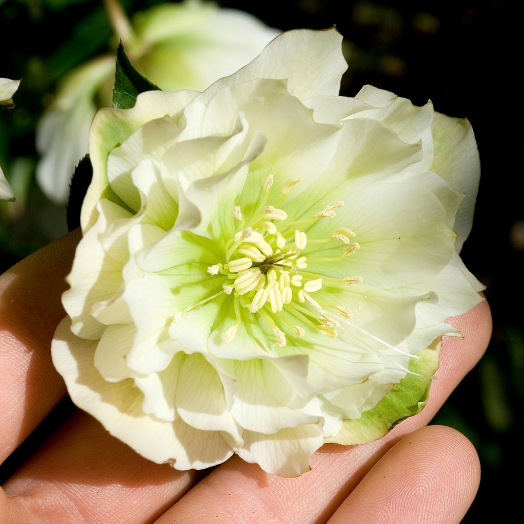 Helleborus orientalis Double White