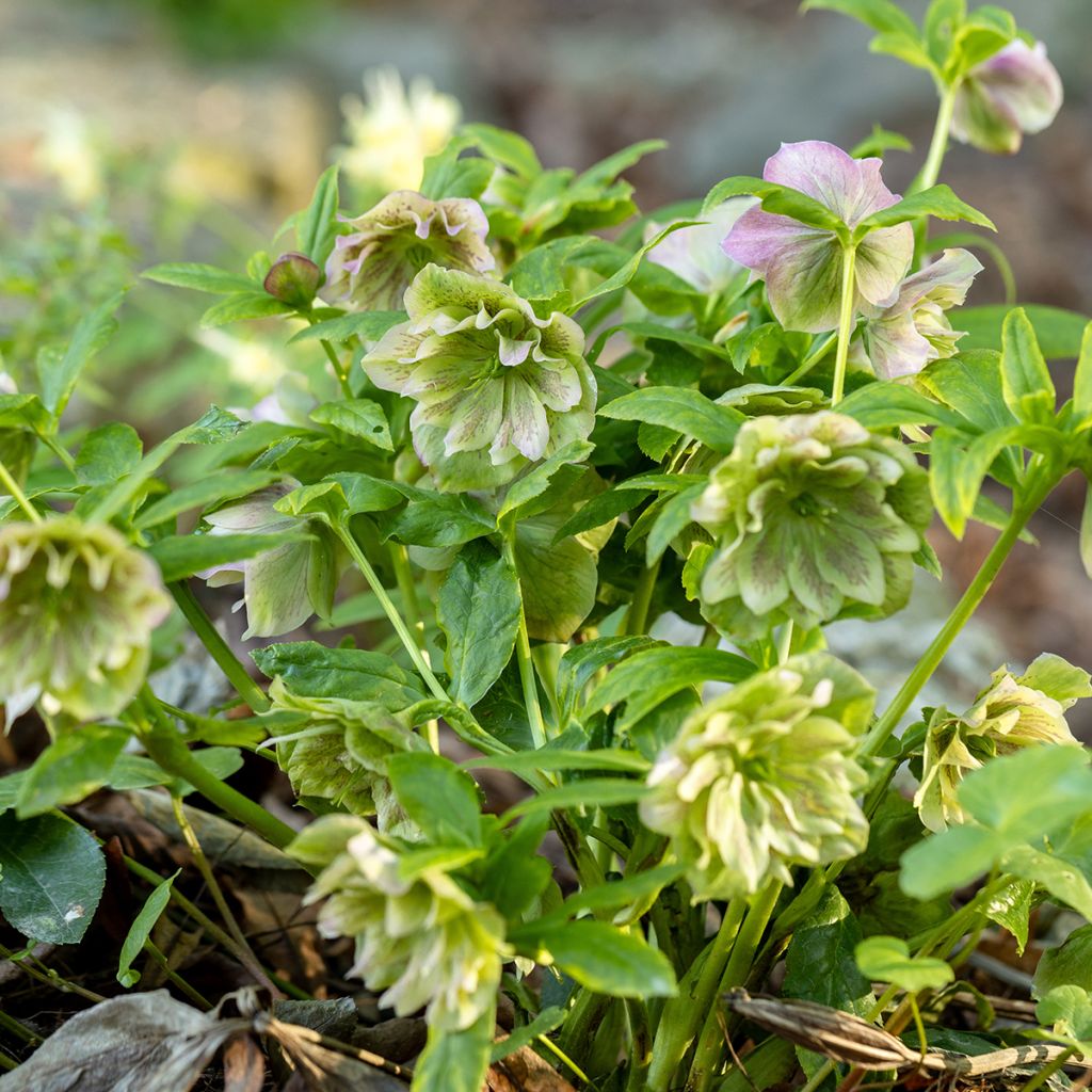 Helleborus orientalis Double Green Spotted