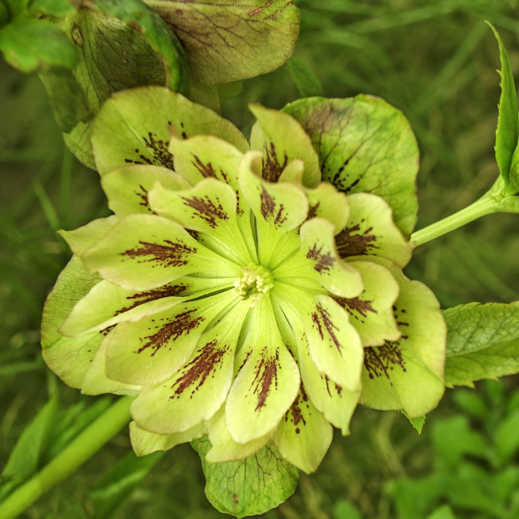 Helleborus orientalis Double Green Spotted