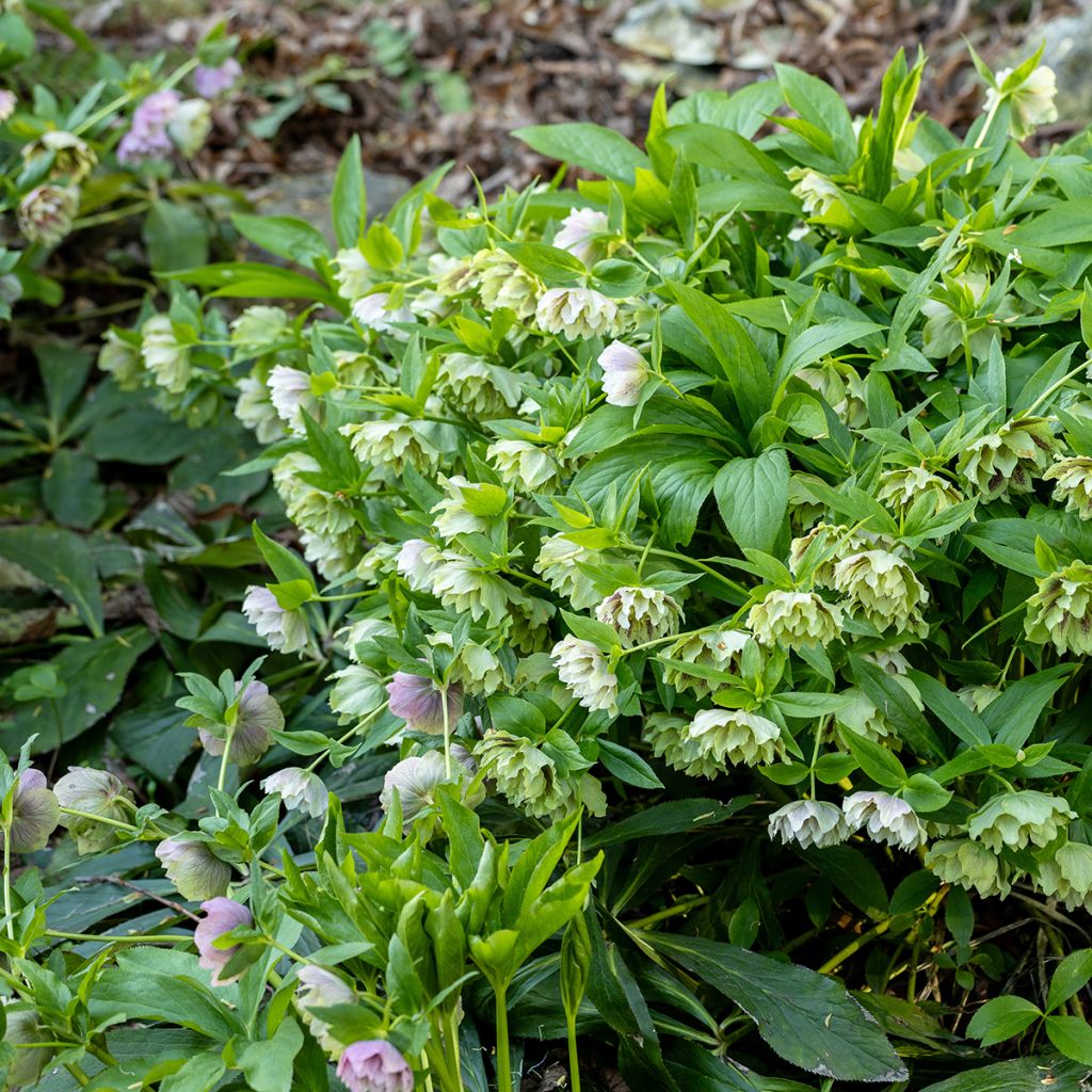 Helleborus orientalis Double Green Spotted