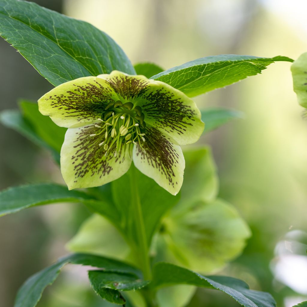 Helleborus orientalis Double Yellow Spotted