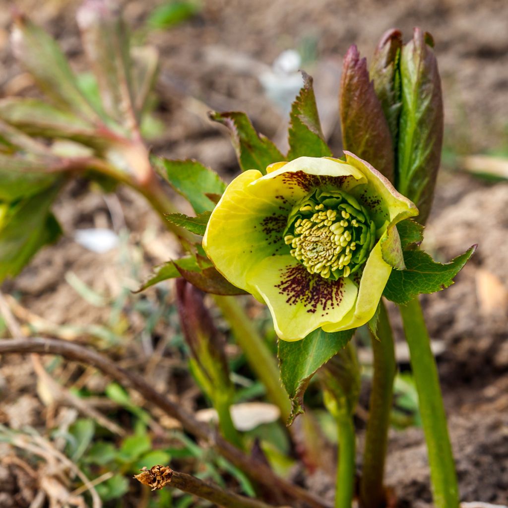 Helleborus orientalis Double Yellow Spotted