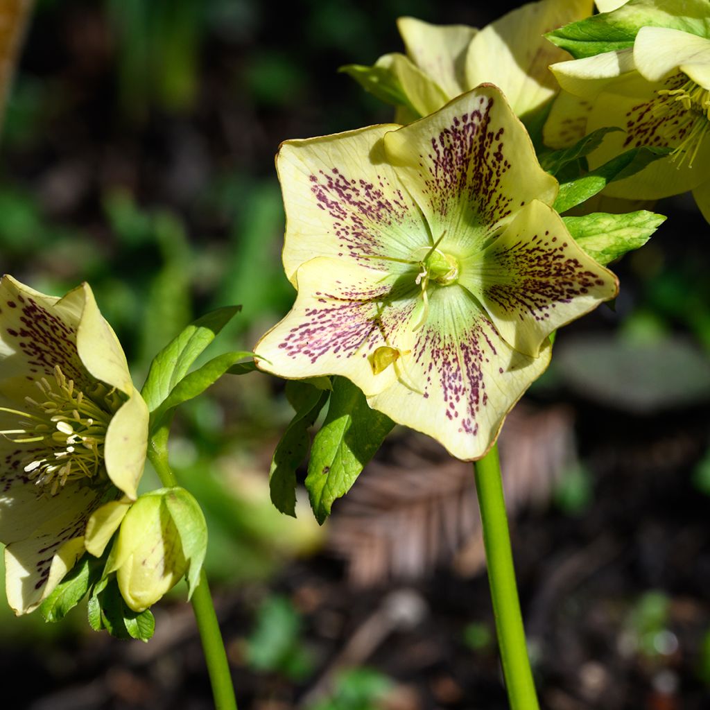 Helleborus orientalis Double Yellow Spotted