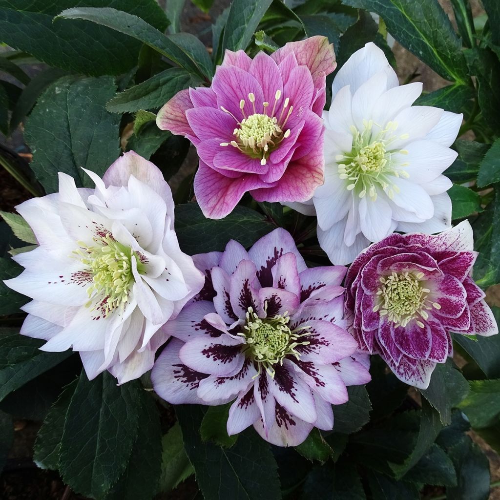 Hellebore orientale Magic Double rose