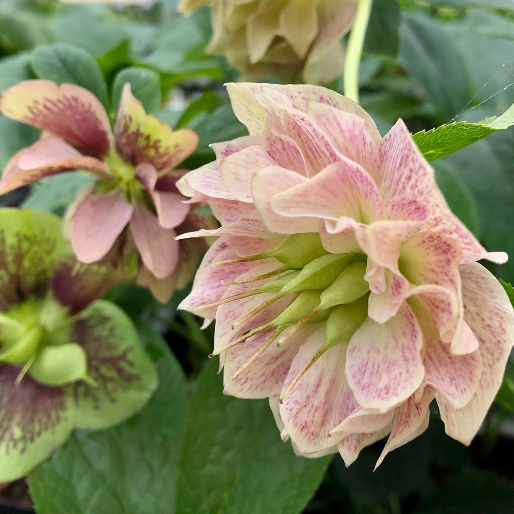 Hellebore orientale Magic Double rose