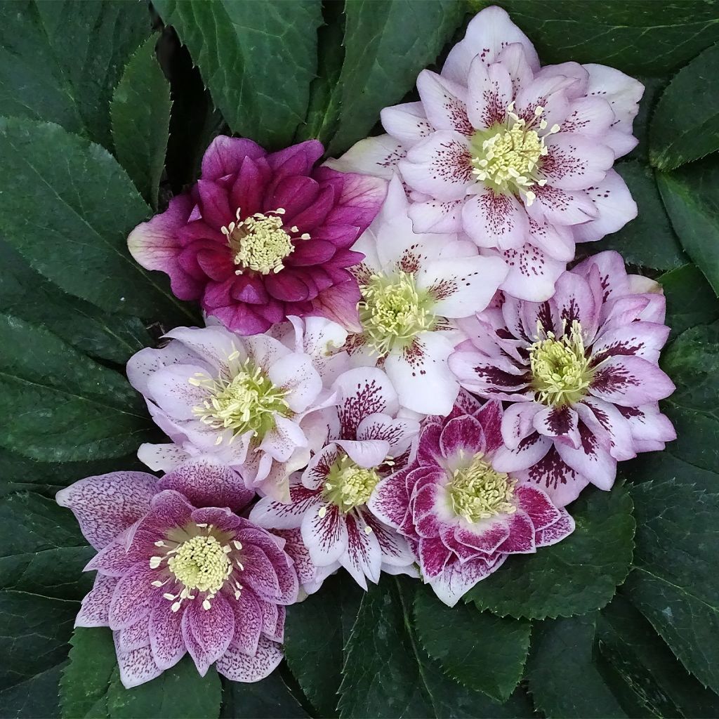 Helleborus orientalis Magic Double Rose