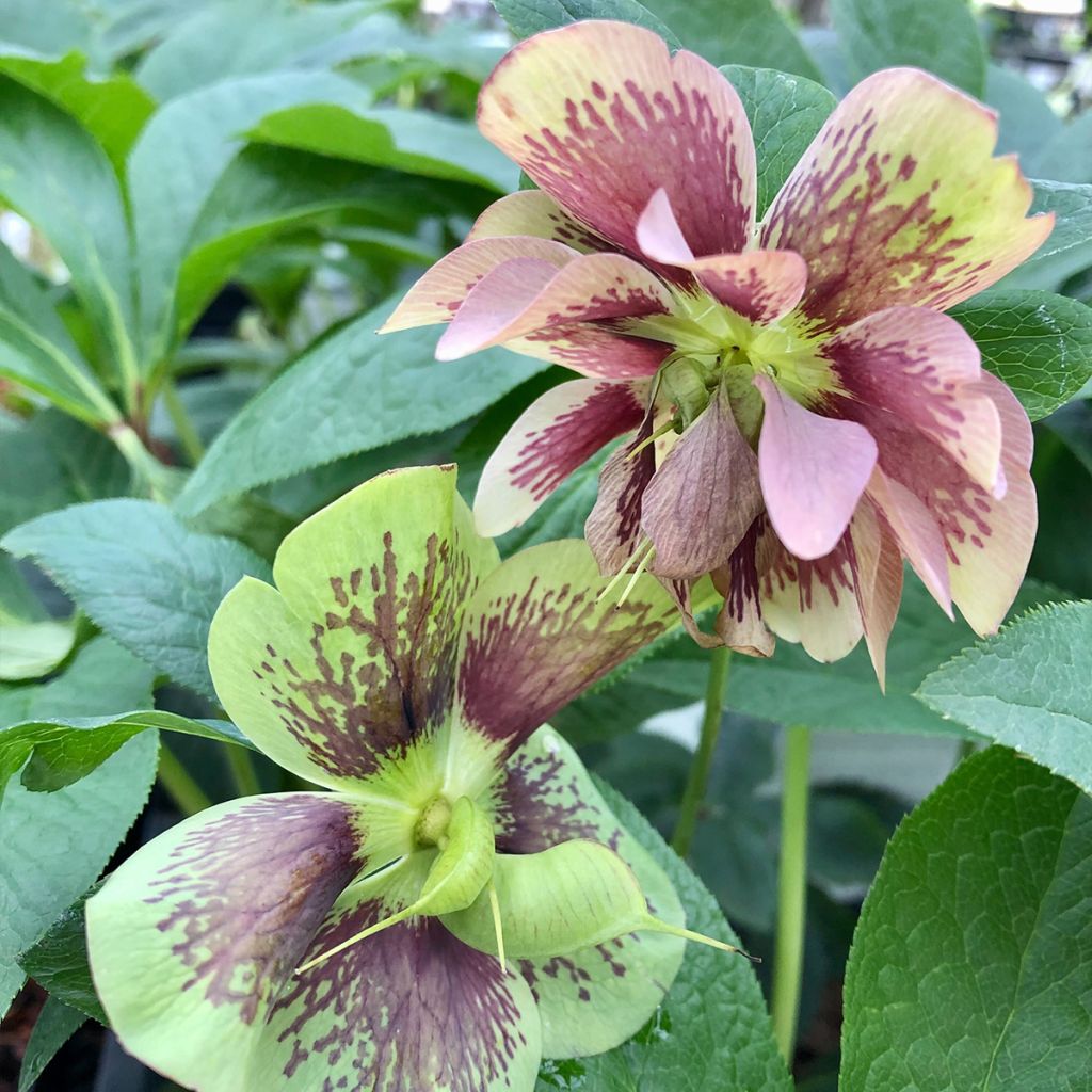 Hellebore orientale Magic Double rose