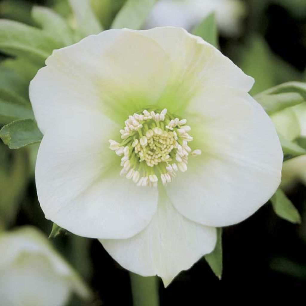 Helleborus orientalis White