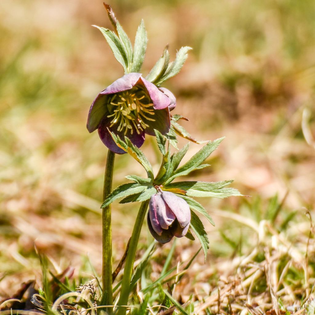 Helleborus purpurascens