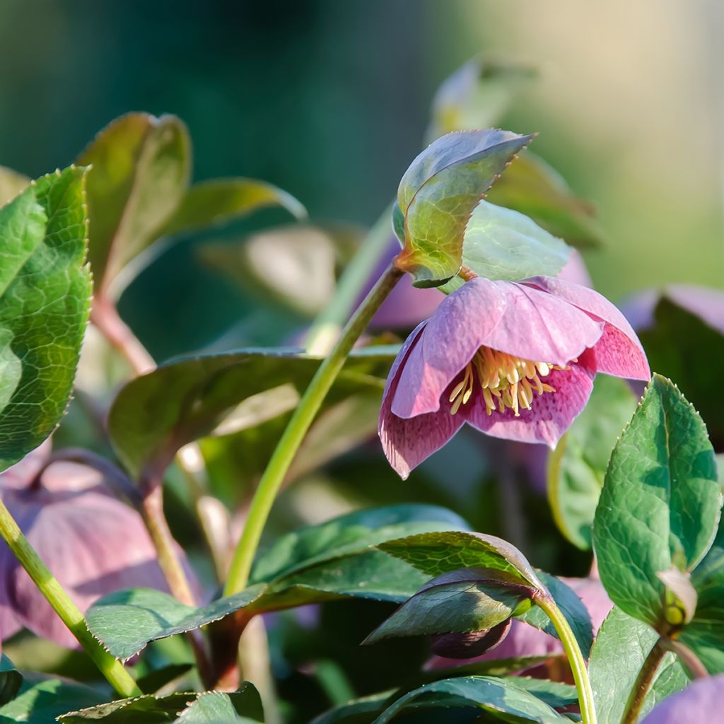 Hellébore purpurascens