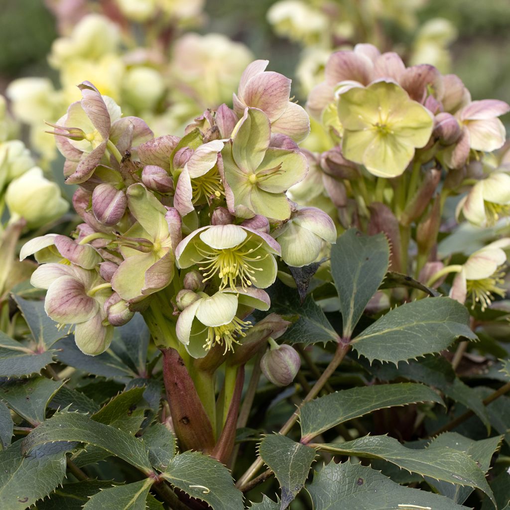 Helleborus sternii - Nieswurz-Hybride