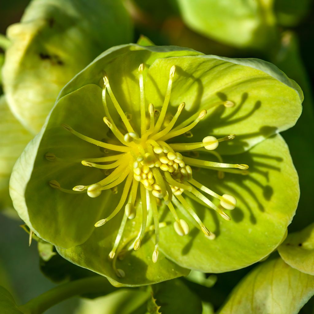 Helleborus sternii Remi - Nieswurz-Hybride