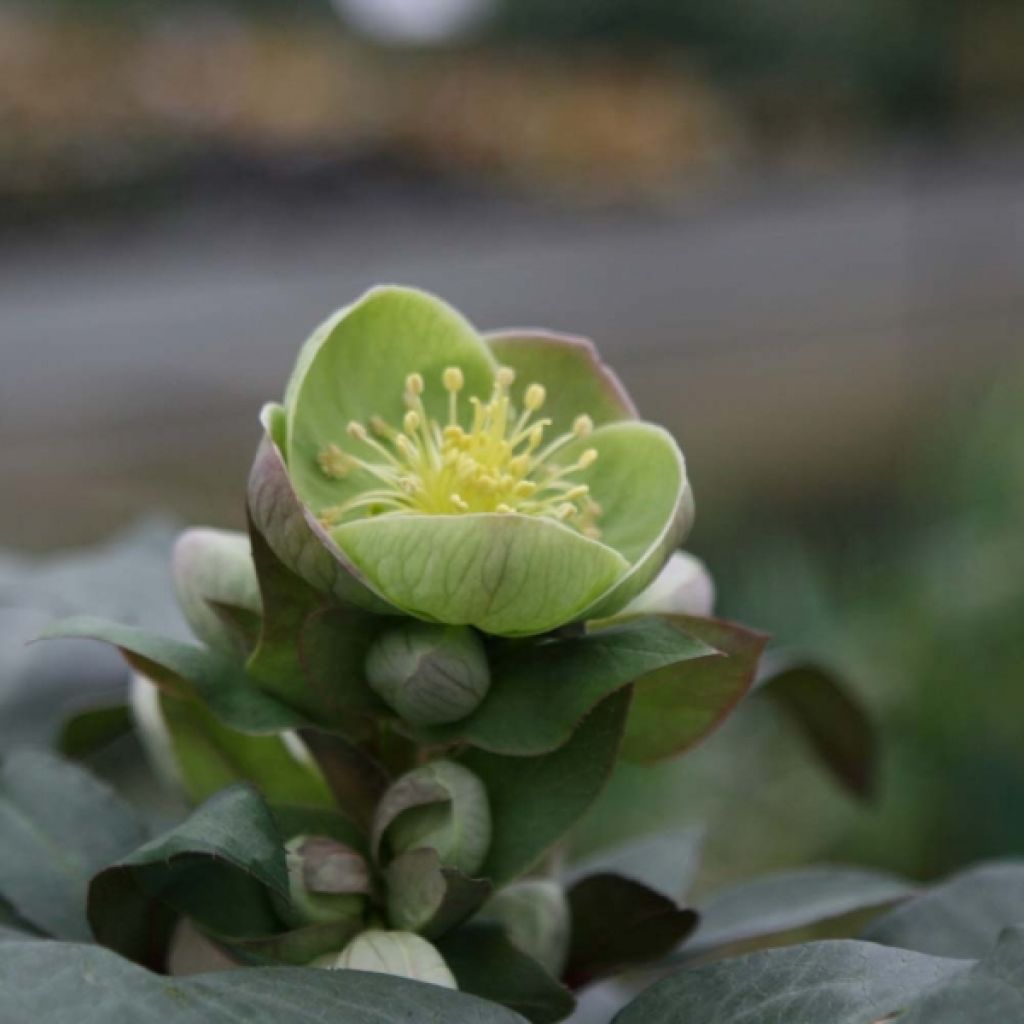 Helleborus sternii Grey Star - Nieswurz-Hybride