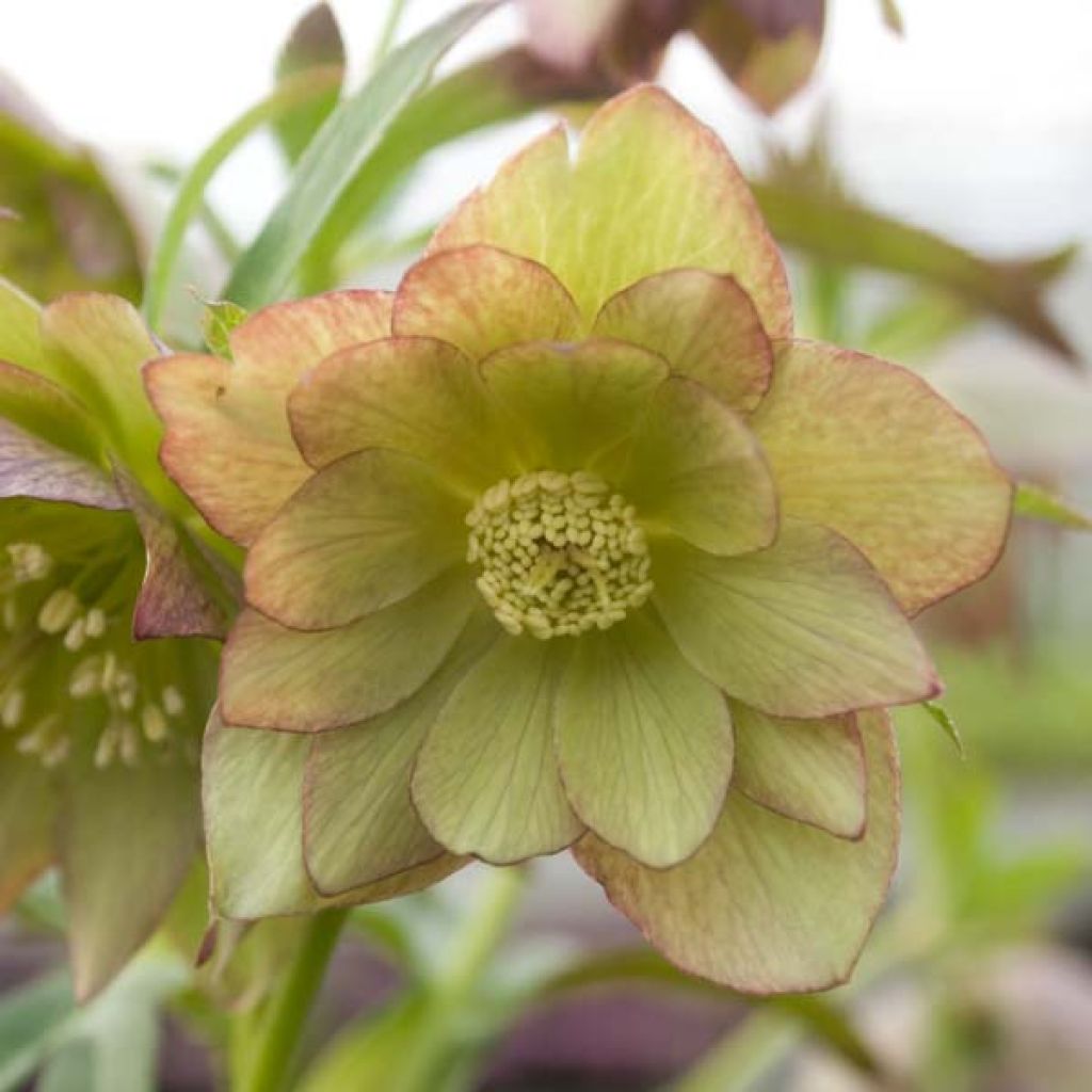 Helleborus torquatus Party Dress Hybriden