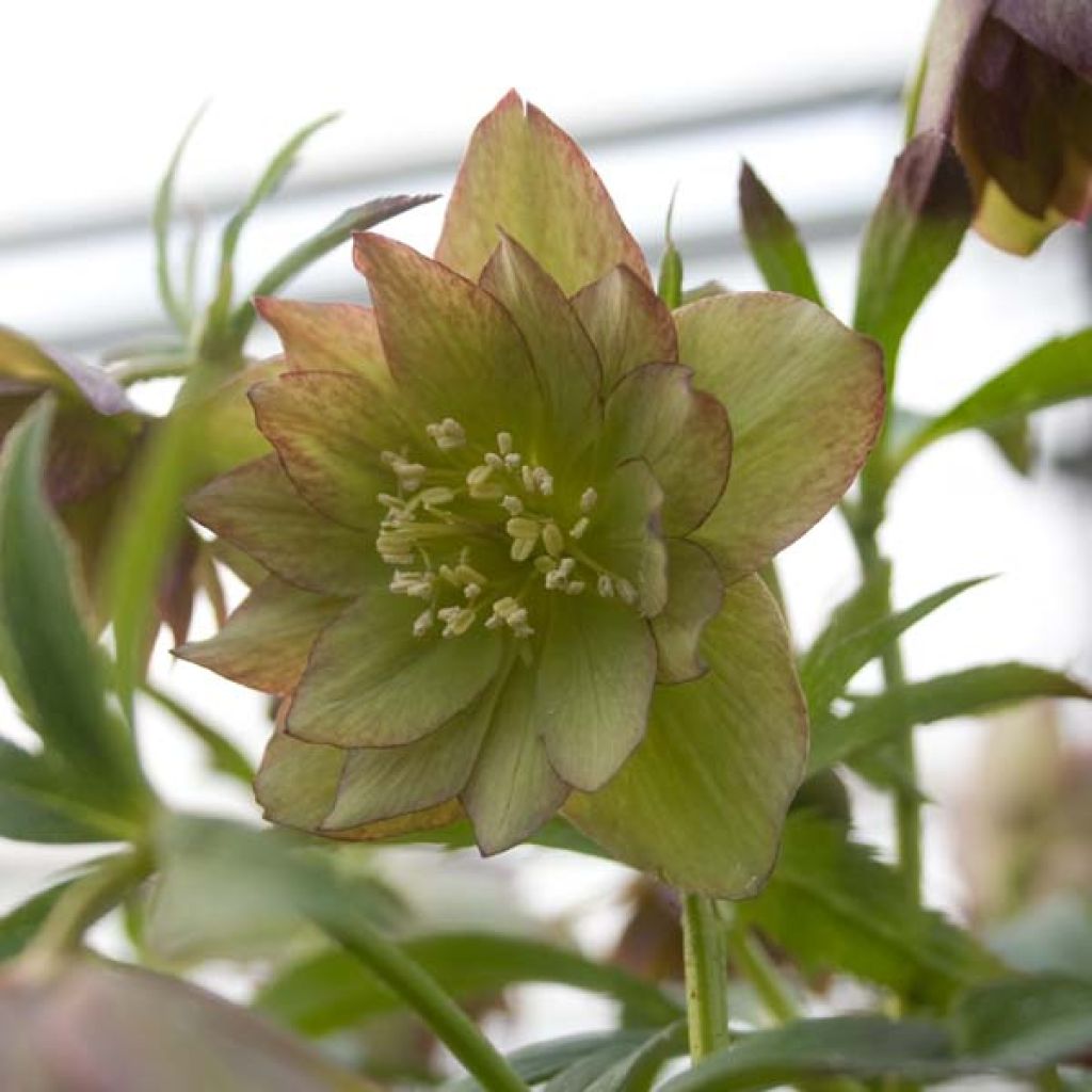 Hellebore Torquatus Party Dress Hybriden