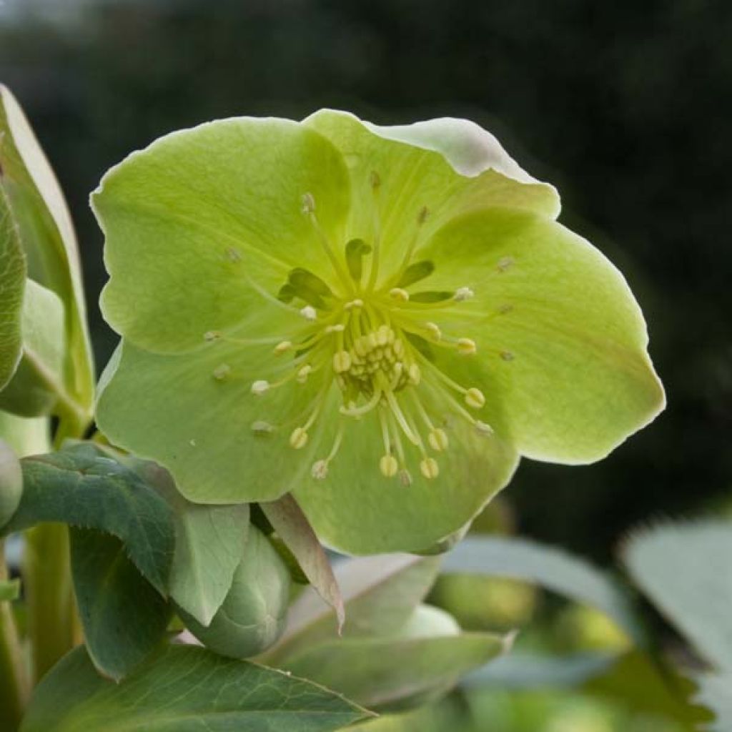 Helleborus sternii - Nieswurz-Hybride