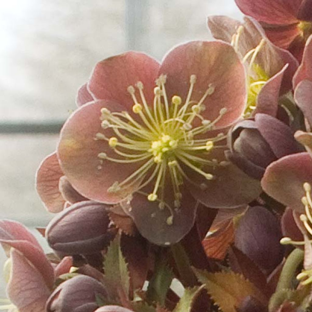 Helleborus sternii Flame - Nieswurz-Hybride