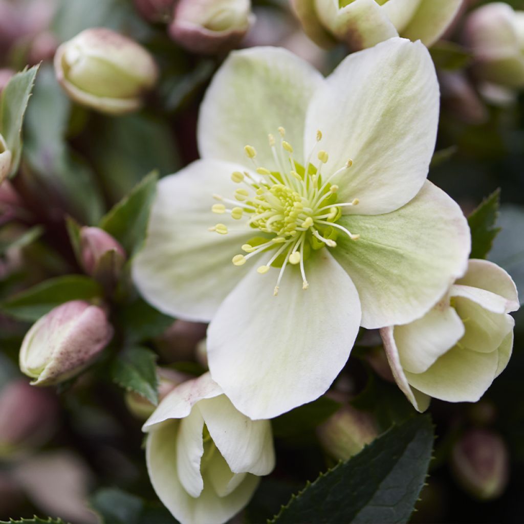 Helleborus orientalis ViV Olivia