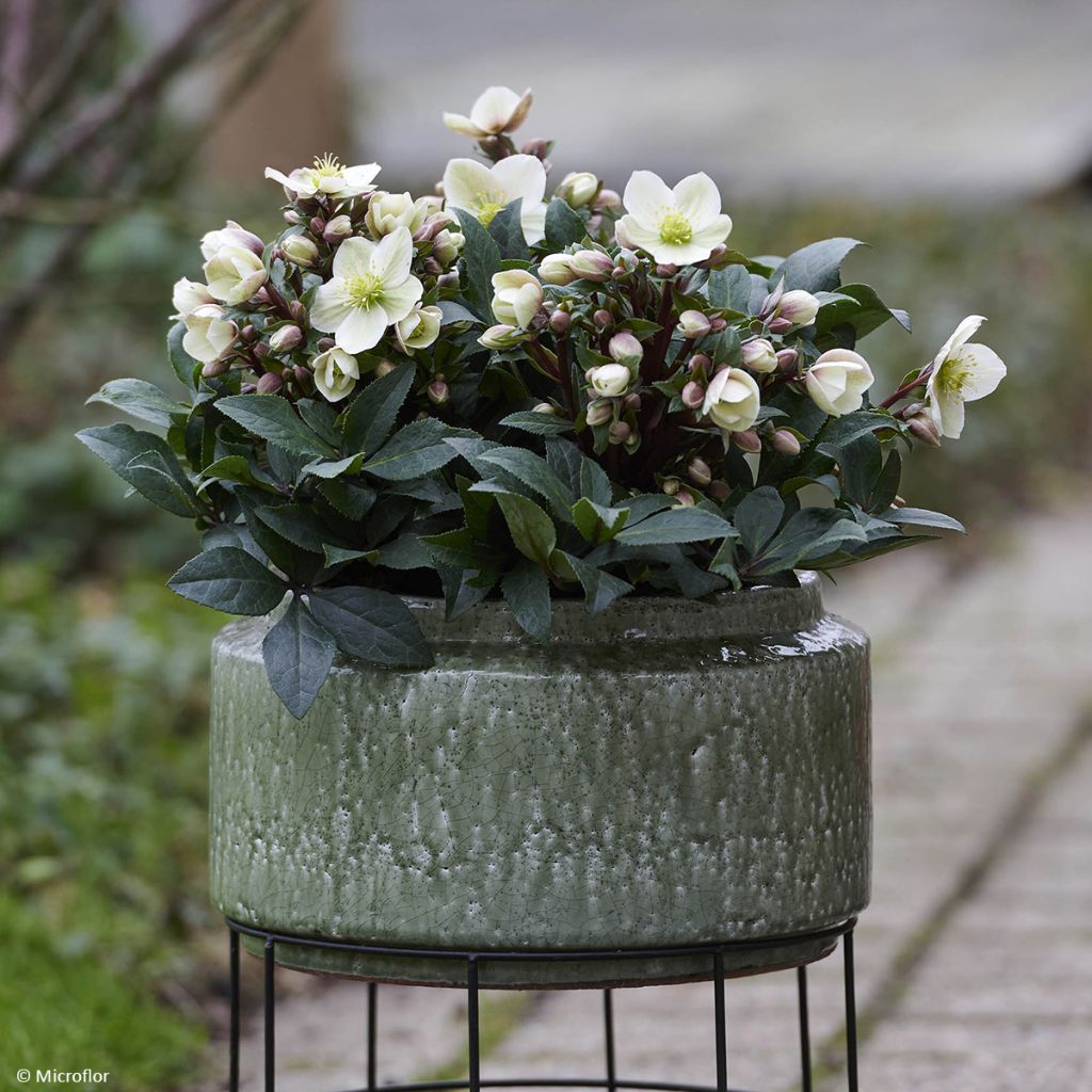 Helleborus orientalis ViV Olivia