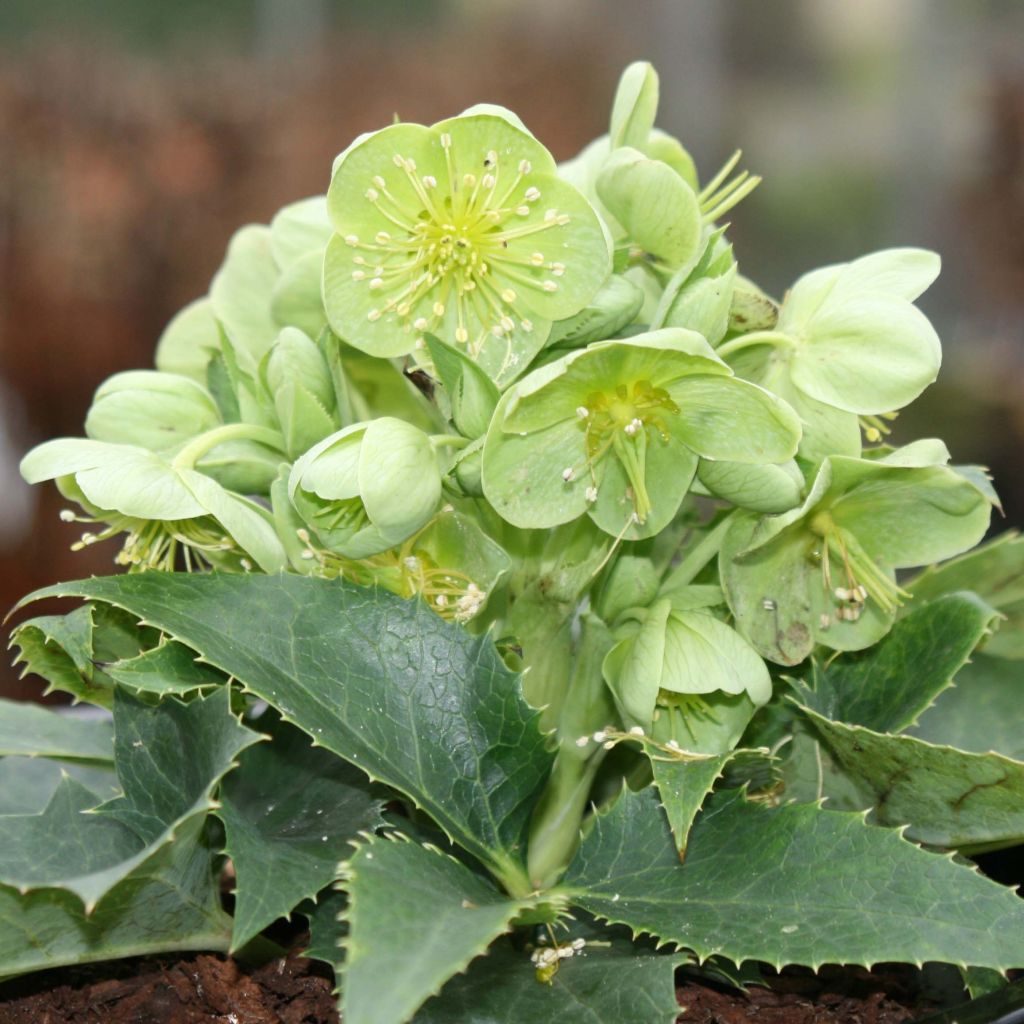 Helleborus argutifolius - Korsische Nieswurz