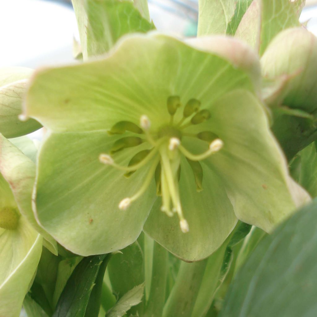 Hellébore  de Corse - Helleborus argutifolius 