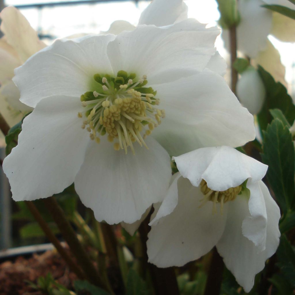 Helleborus niger - Rose de Noël.