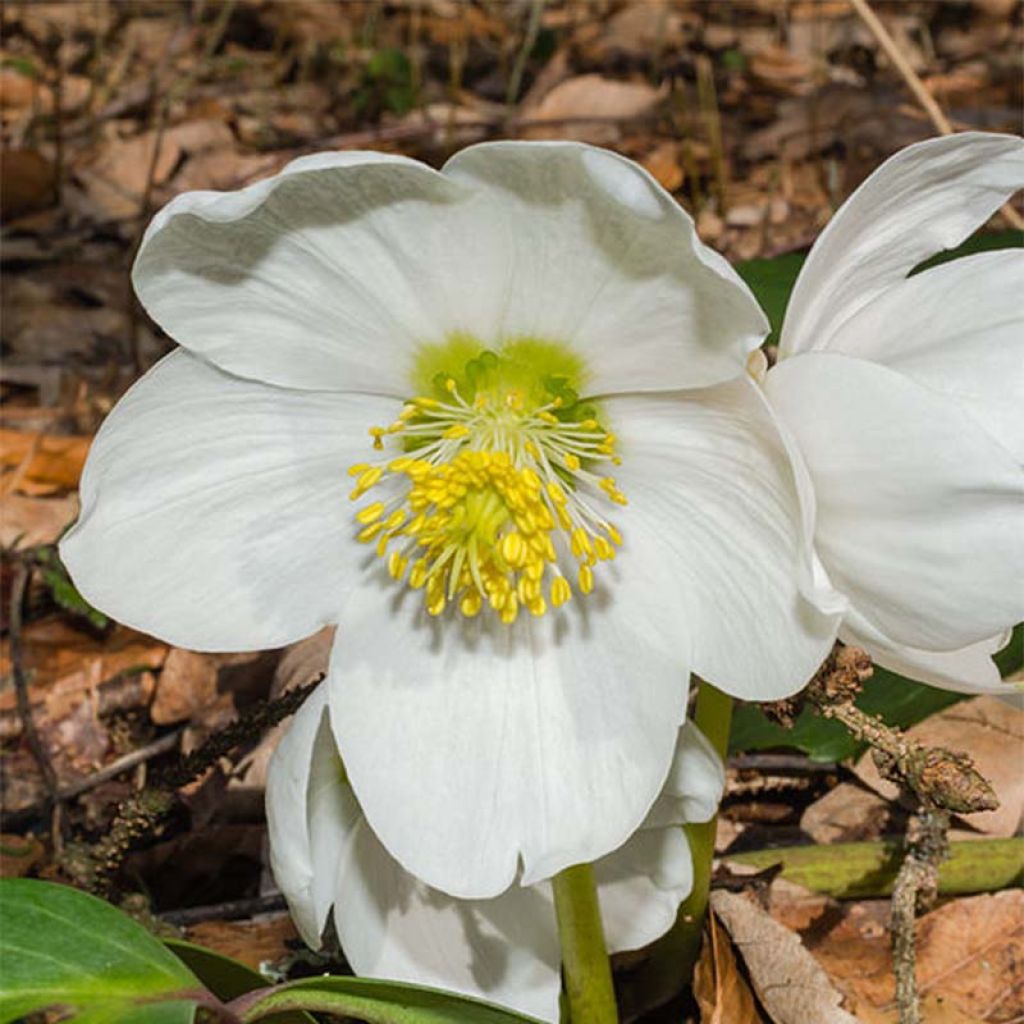 Helleborus niger - Rose de Noël.