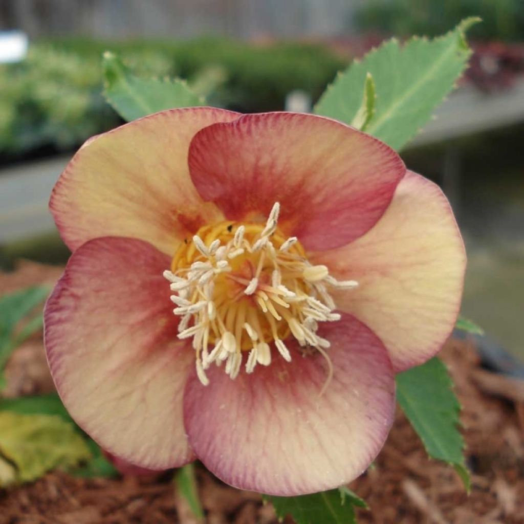 Helleborus orientalis Special Pink