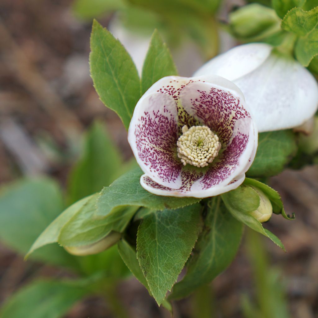 Helleborus orientalis Spoted hybrid