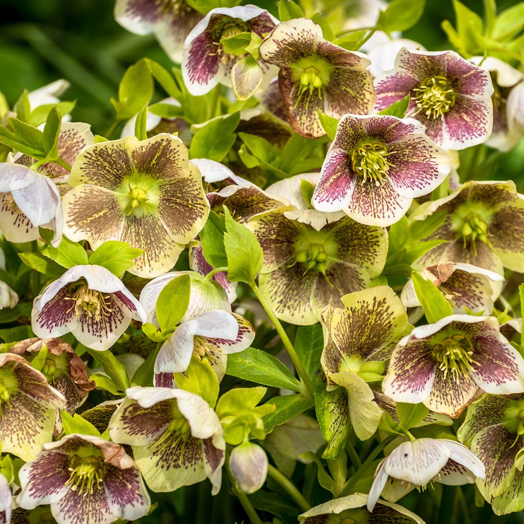 Helleborus orientalis Spoted hybrid