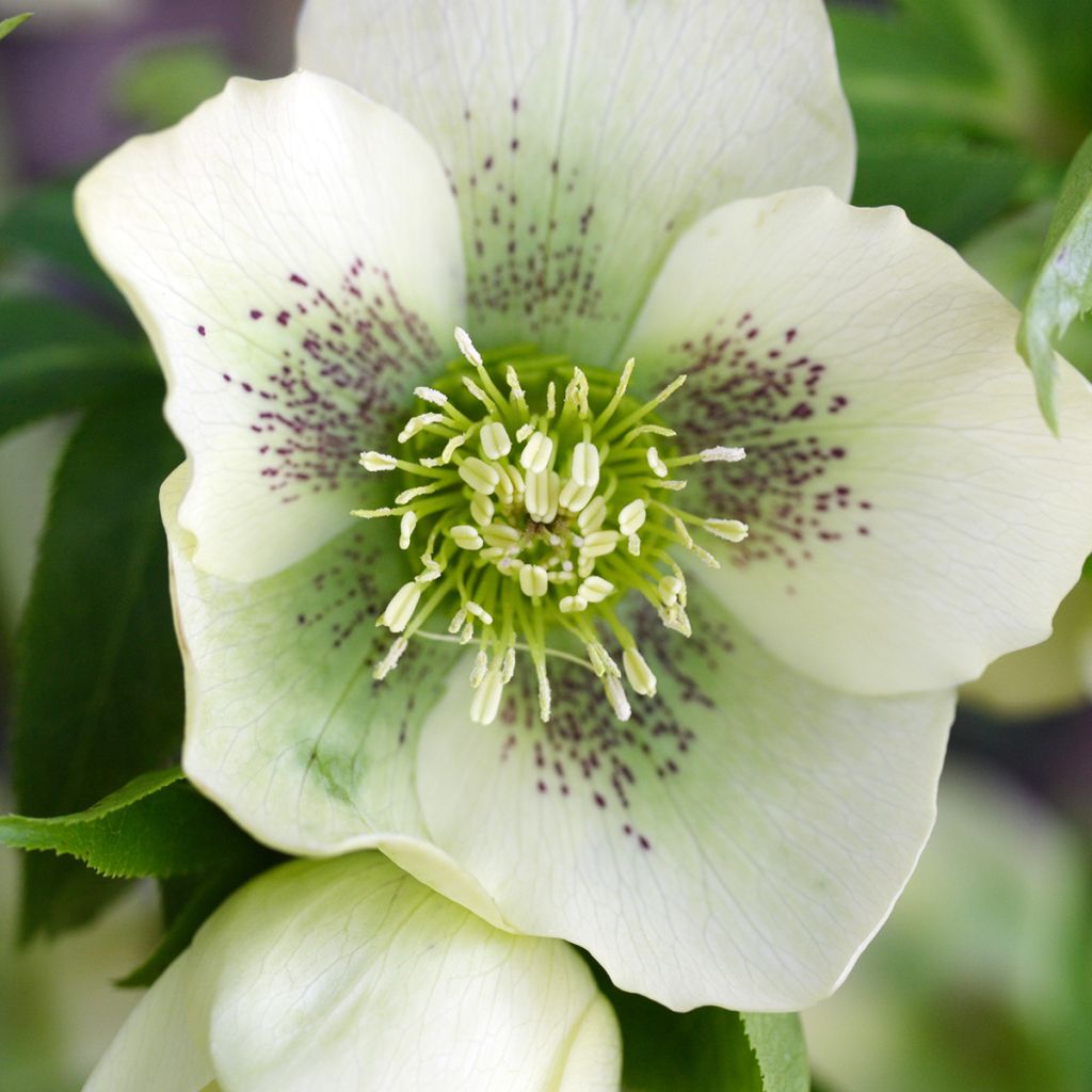 Helleborus orientalis Spoted hybrid