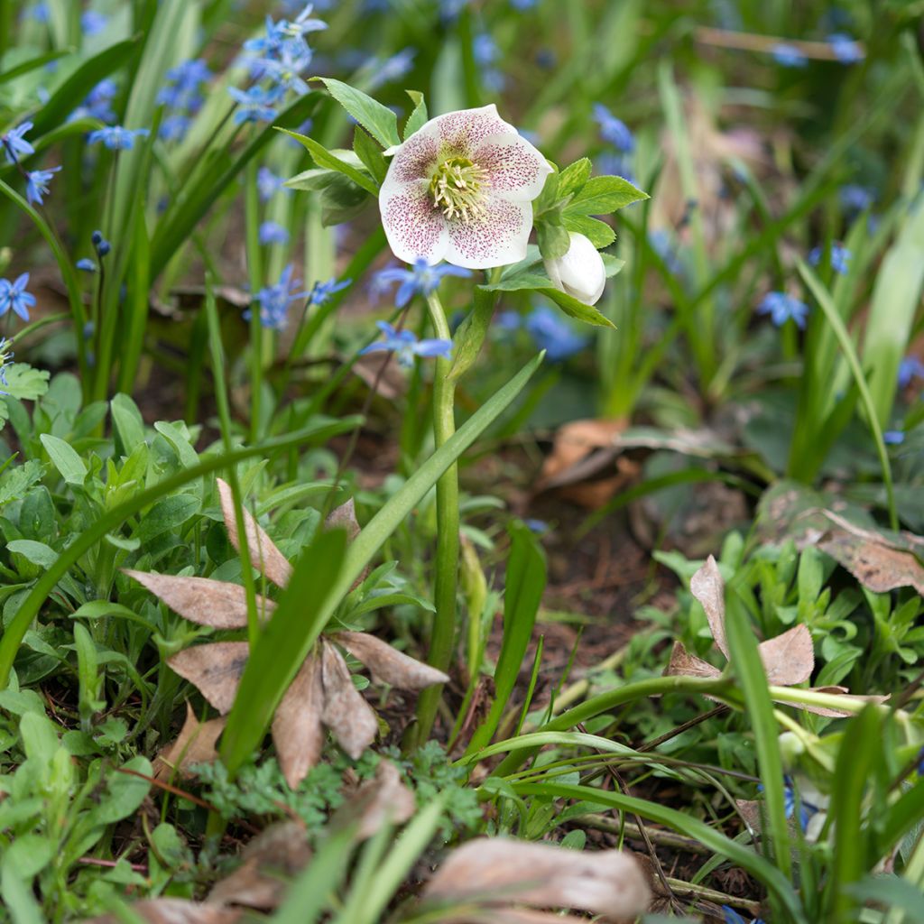 Helleborus orientalis Spoted hybrid