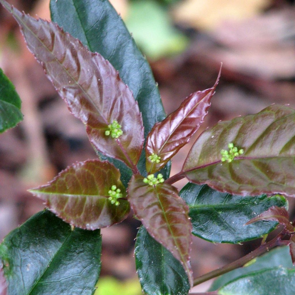 Helwingia chinensis - Chinesischer Helwingie