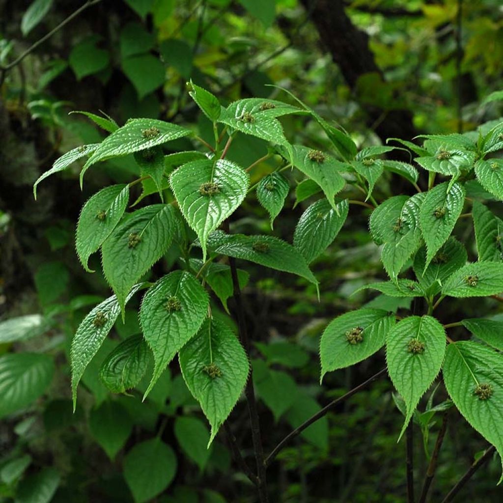 Helwingia japonica