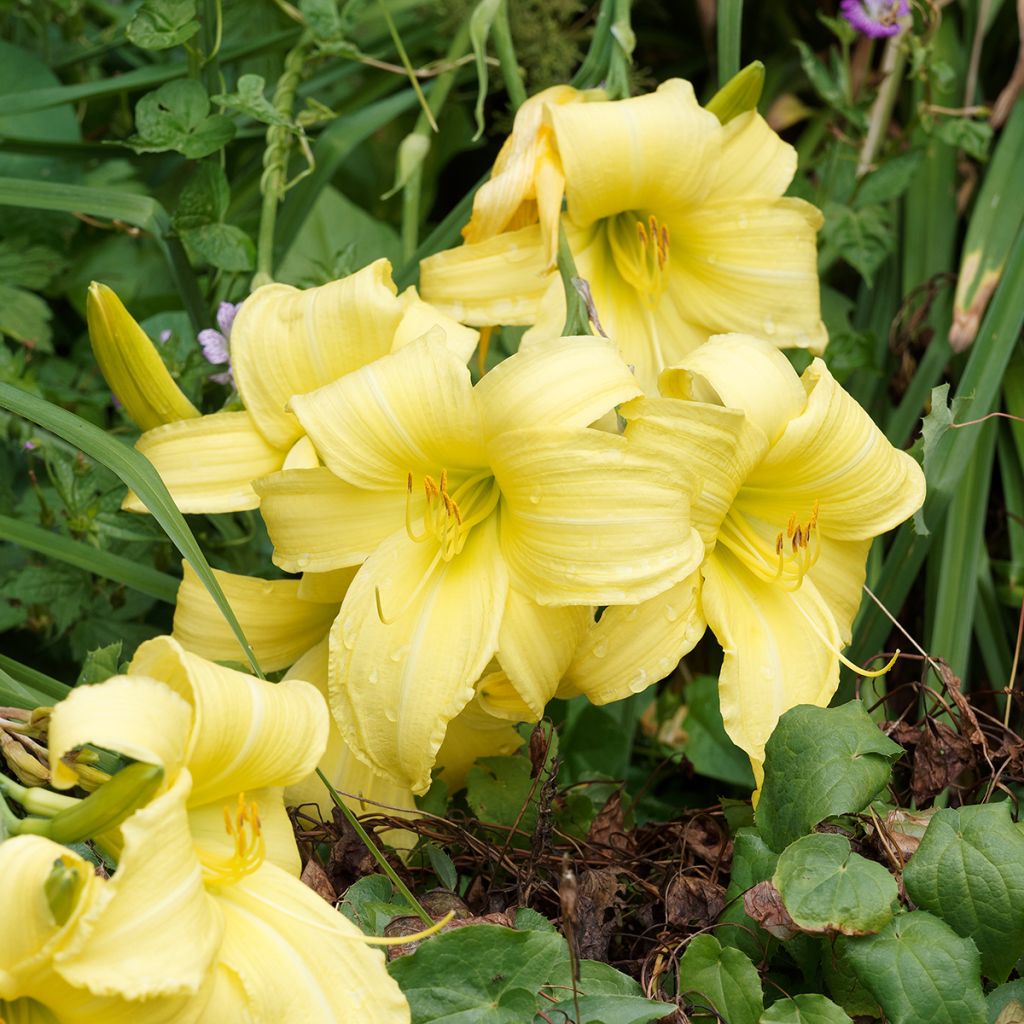 Hemerocallis Alice in Wonderland - Taglilie