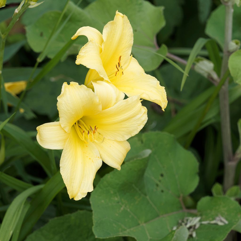 Hemerocallis Alice in Wonderland - Taglilie