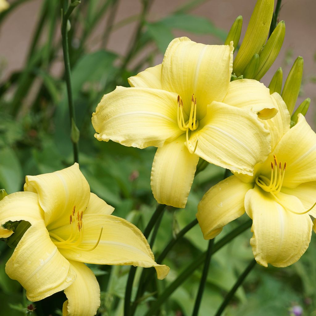 Hemerocallis Alice in Wonderland - Taglilie