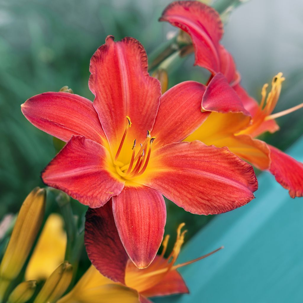 Hemerocallis Amadeus - Taglilie