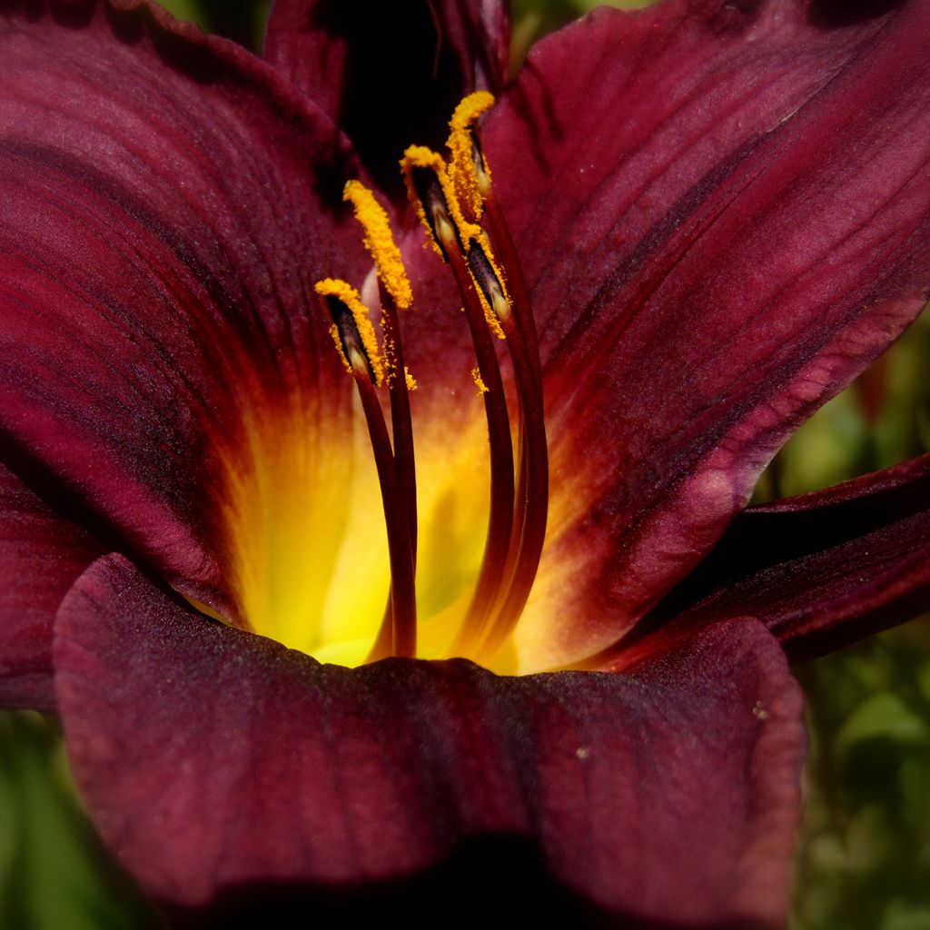 Hemerocallis American Revolution - Taglilie