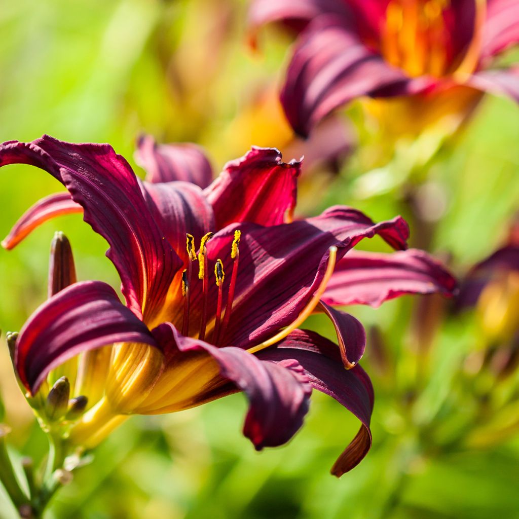 Hemerocallis American Revolution - Taglilie