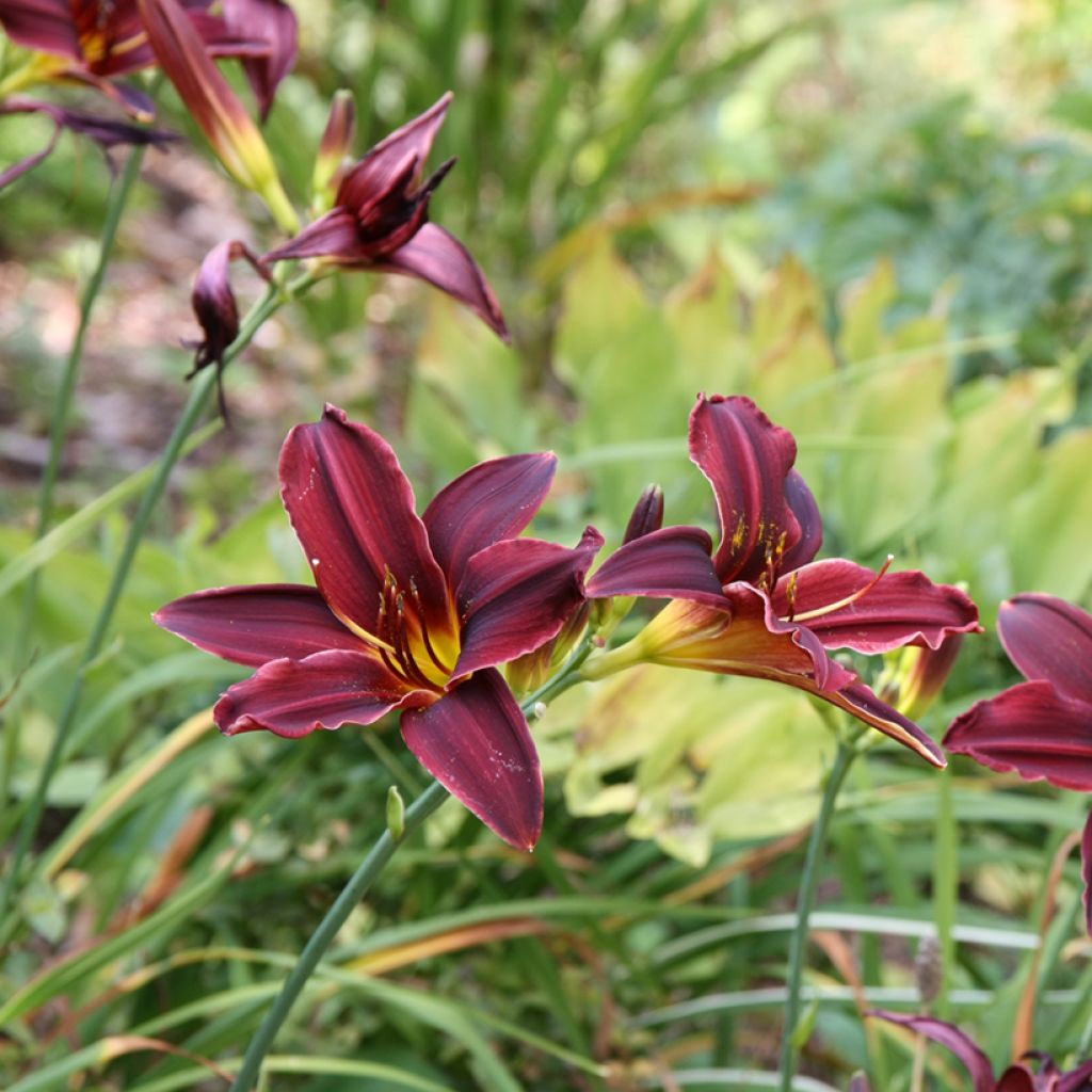 Hemerocallis American Revolution - Taglilie